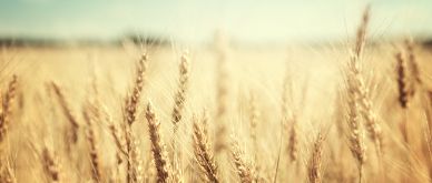 Commodity markets and the war in Ukraine