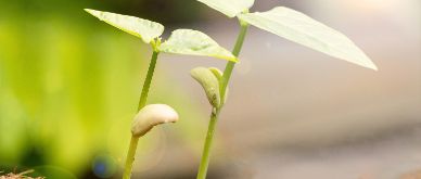 Global Growth Outlook