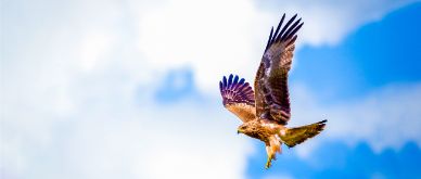 MFN - EFGAM Hawkishness Indicator