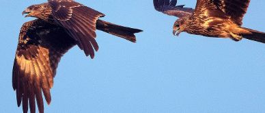 MFN - EFGAM’s Hawkishness Indicator: hawks remain airborne