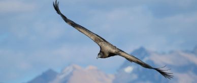 Infocus - Following the Andean condor