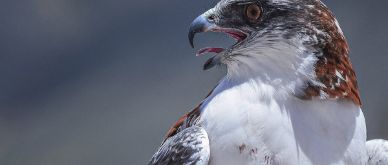 Infocus - The return of inflation hawks in Latin America